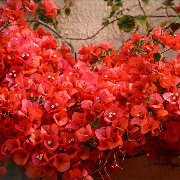 🎅🌟🤶🎄🎁🎶🎅🌟🤶🎄🎁🎶🎅🌟🤶🎄🎁 - Picture 10 of 14